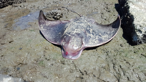 Myliobatis californica
