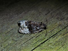 Apotomis betuletana
