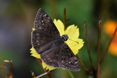 Erynnis horatius