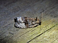 Apotomis betuletana