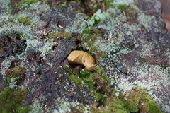 Ariolimax columbianus
