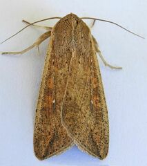 Mythimna unipuncta