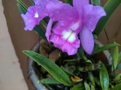 Laelia