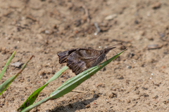 Libytheana carinenta