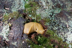 Ariolimax columbianus