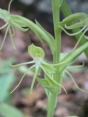 Habenaria