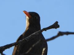 Turdus chiguanco