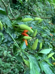 Capsicum annuum