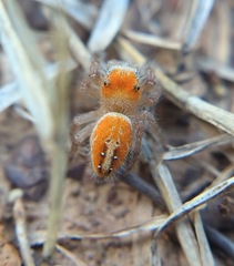 Phidippus cardinalis