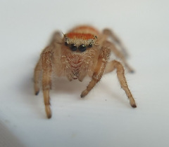 Phidippus cardinalis