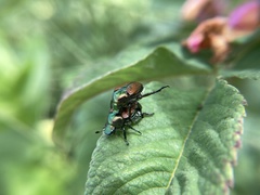 Popillia japonica