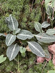 Goodyera pubescens