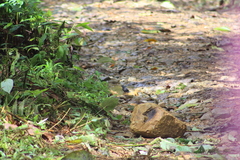 Diglossa indigotica