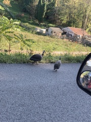 Numida meleagris domesticus