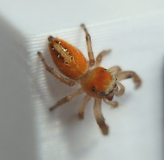 Phidippus cardinalis