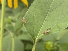 Neotephritis finalis