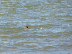 Mergus merganser americanus