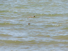 Mergus merganser americanus