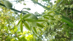 Furcraea