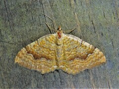 Camptogramma bilineata