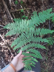 Pteridium aquilinum pubescens