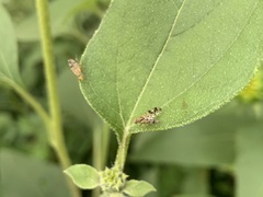 Neotephritis finalis