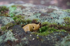 Ariolimax columbianus