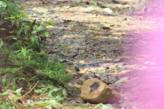 Diglossa indigotica