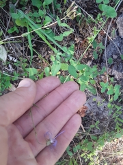 Campanula prenanthoides