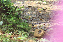 Diglossa indigotica