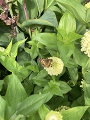 Vanessa virginiensis