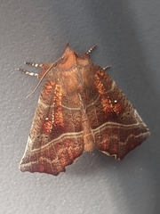 Scoliopteryx libatrix