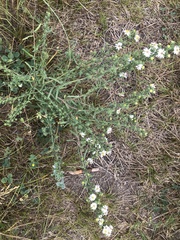 Symphyotrichum ericoides