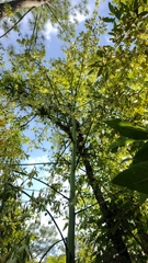 Furcraea