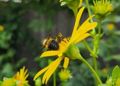 Bombus griseocollis