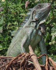Iguana iguana