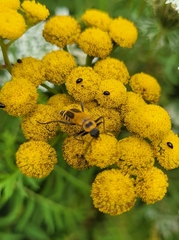 Chauliognathus pensylvanicus