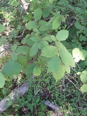 Corylus cornuta