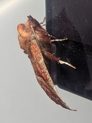 Scoliopteryx libatrix