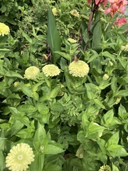 Vanessa virginiensis