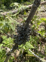 Platismatia tuckermanii