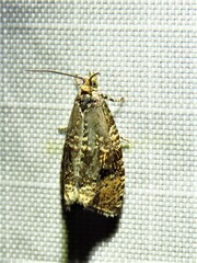 Syricoris lacunana