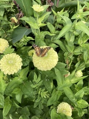 Vanessa virginiensis