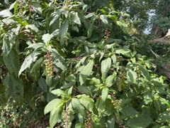 Phytolacca americana