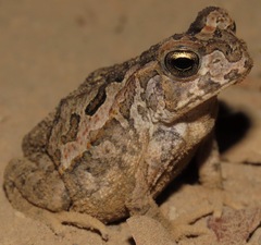 Rhinella diptycha