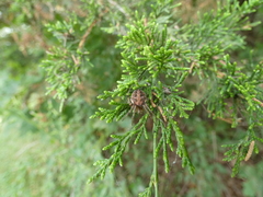 Neoscona arabesca