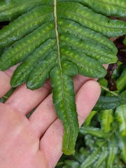 Polypodium scouleri