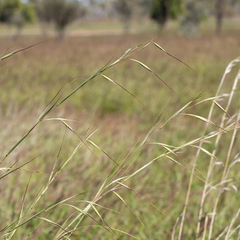 Themeda avenacea