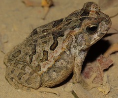Rhinella diptycha