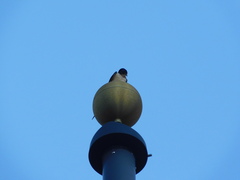 Hirundo rustica erythrogaster